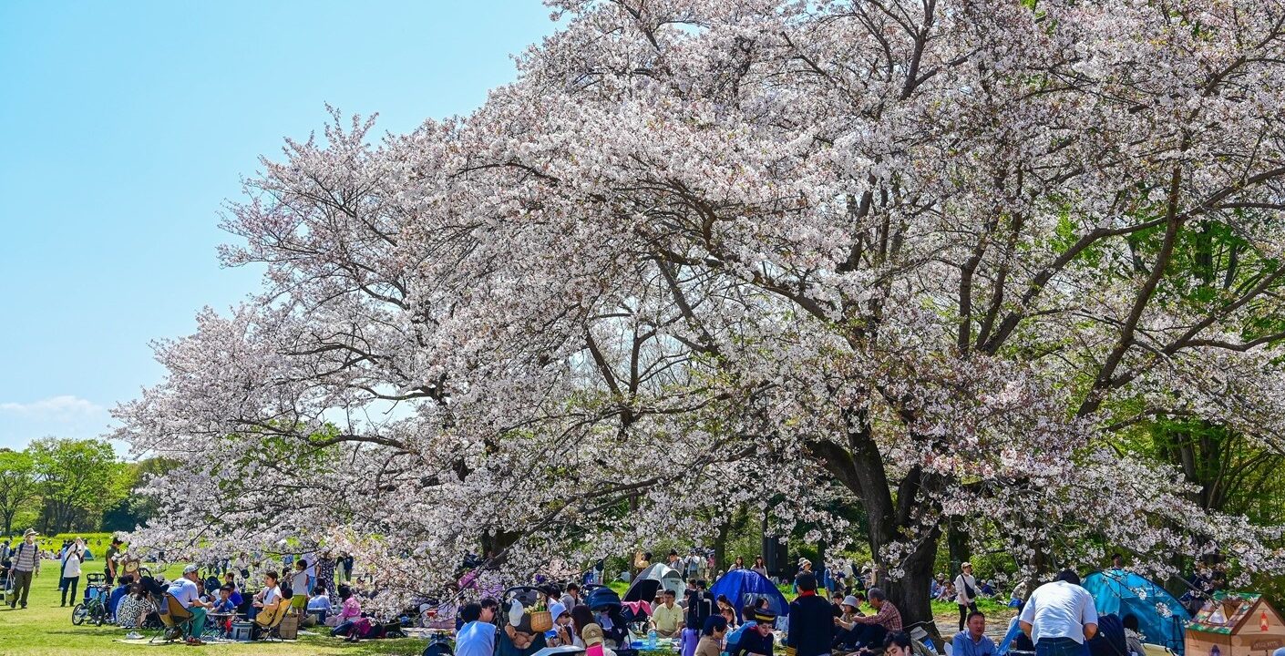 hanami