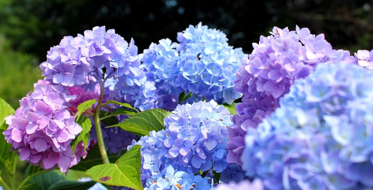 ajisai ortensie giapponesi