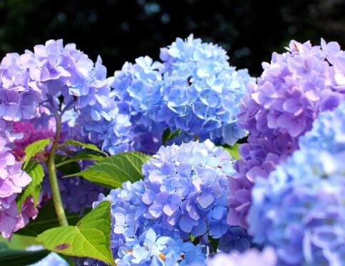 ajisai ortensie giapponesi
