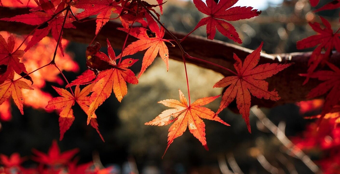 autunno-giapponese-momiji