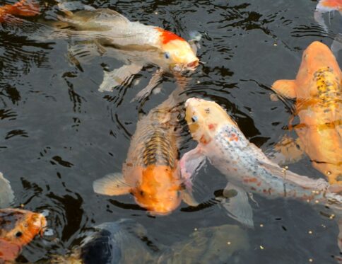 carpe koi