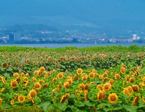 himawari girasoli